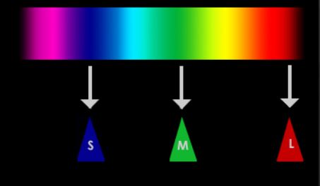 Spectrum